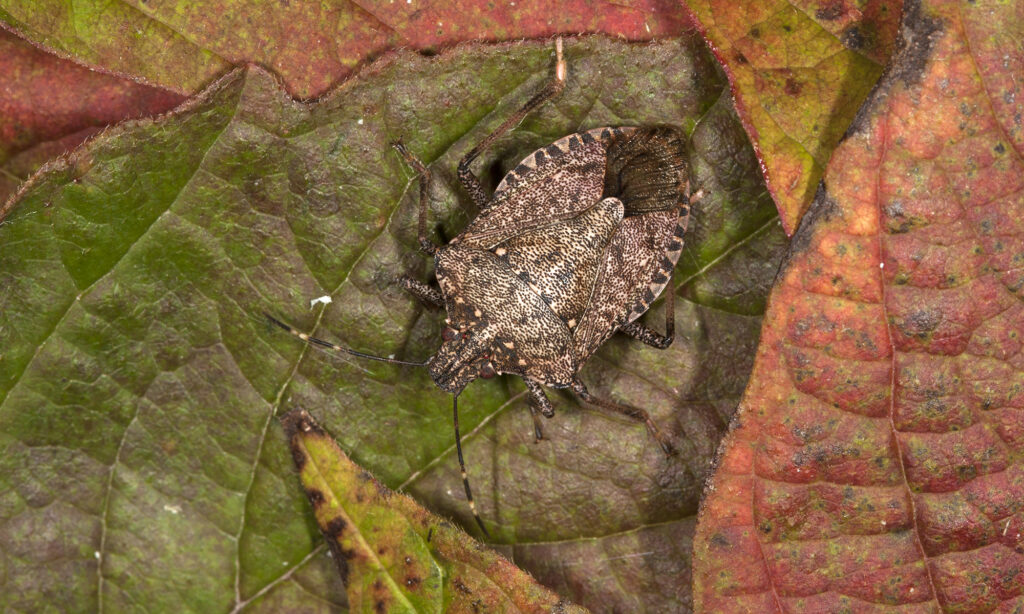 a brown stinkbug on fall leaves.