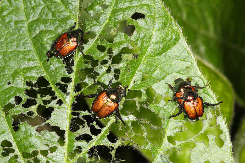 3 Japanese beetles on a green leaf perforated with holes where they've eaten.