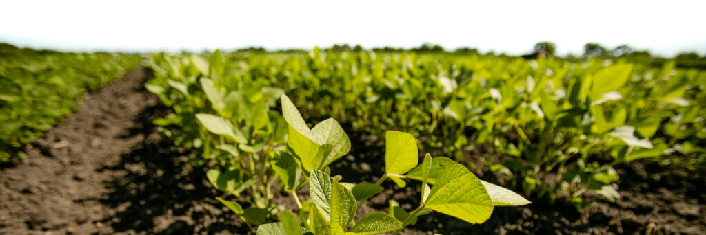 soybean field.