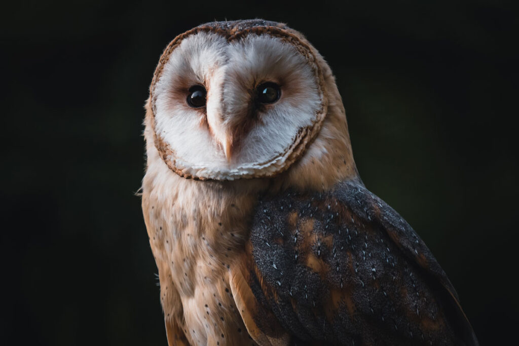 barn owl