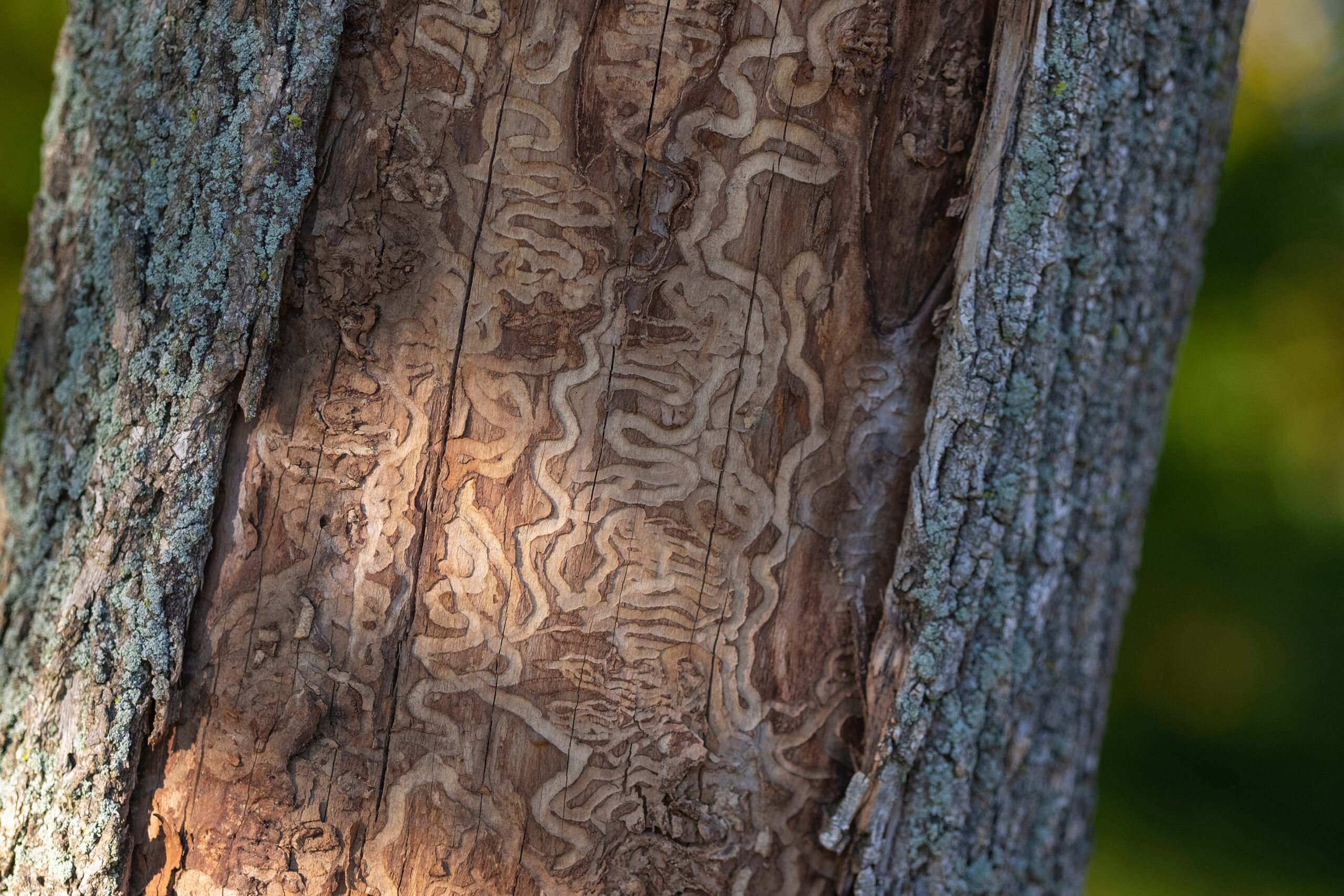 Tree with emerald ash borer damage under bark.