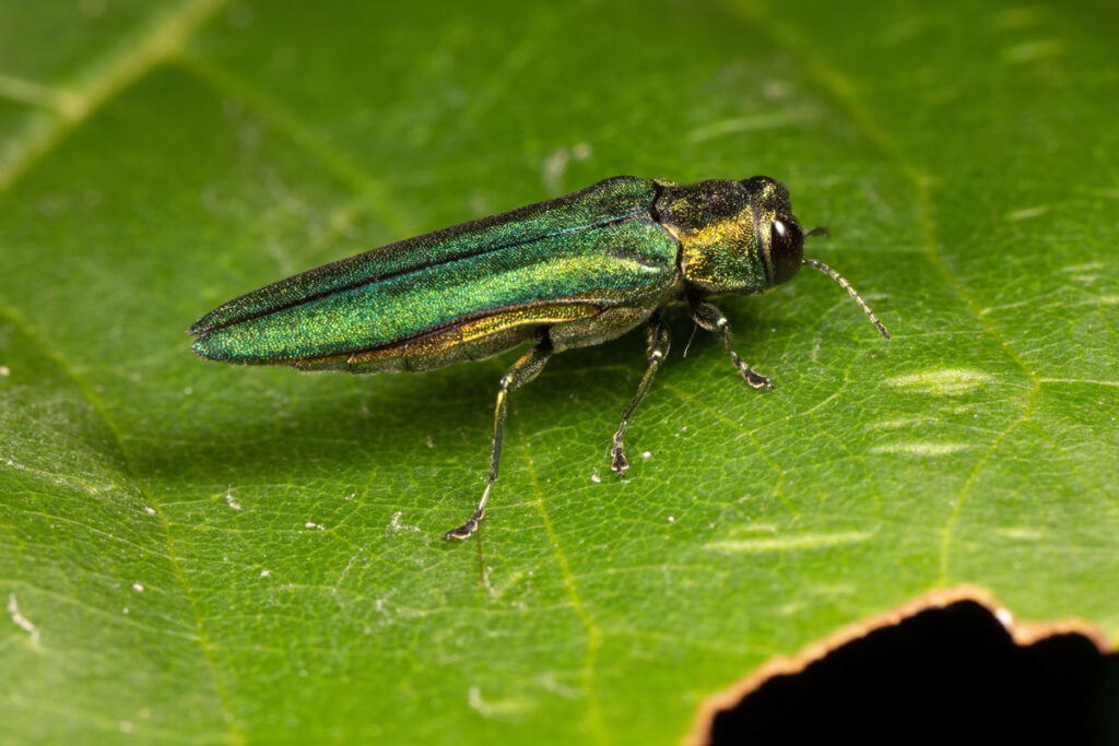 beetle on leaf