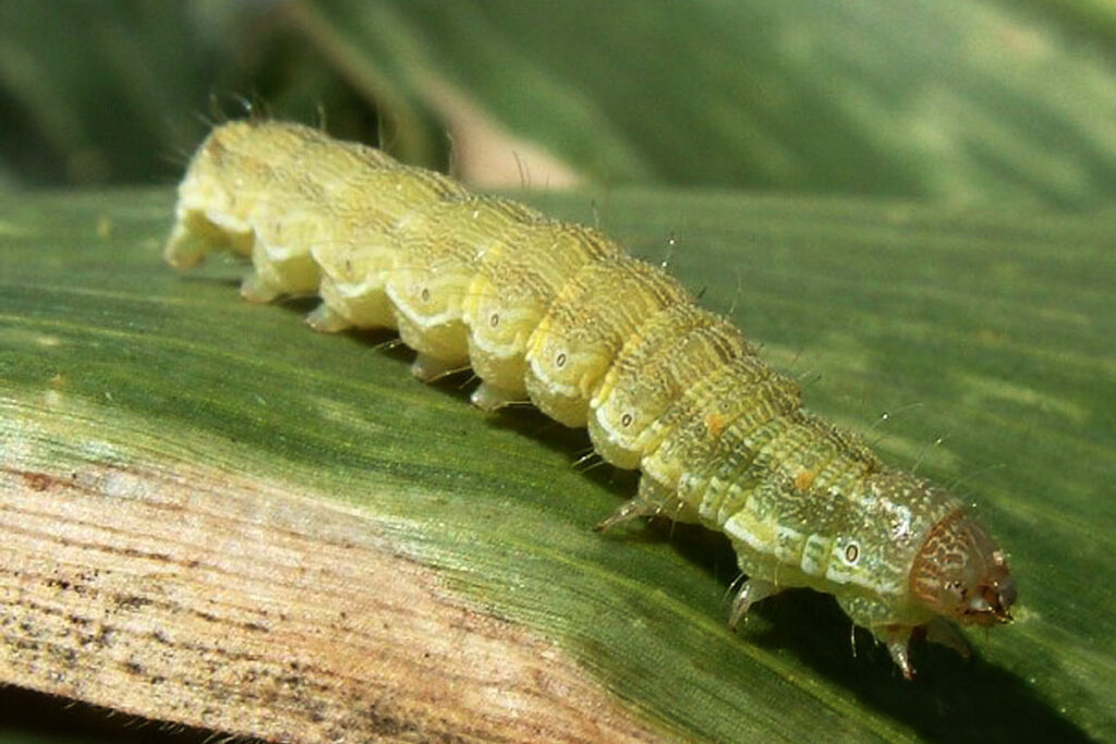 Green caterpillar on leaf