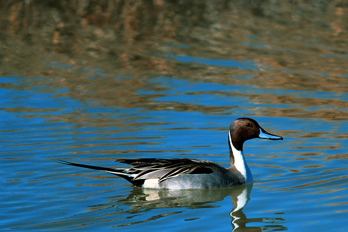 brown and white duck swimming in blue water.