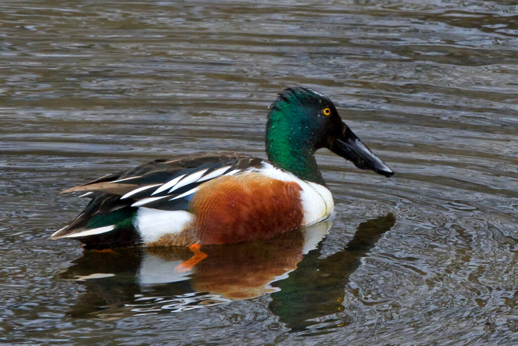 Close up of Northern Shoveler