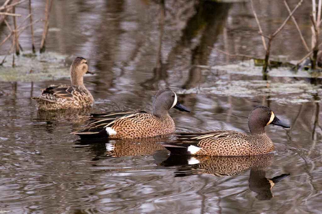 three ducks swimming