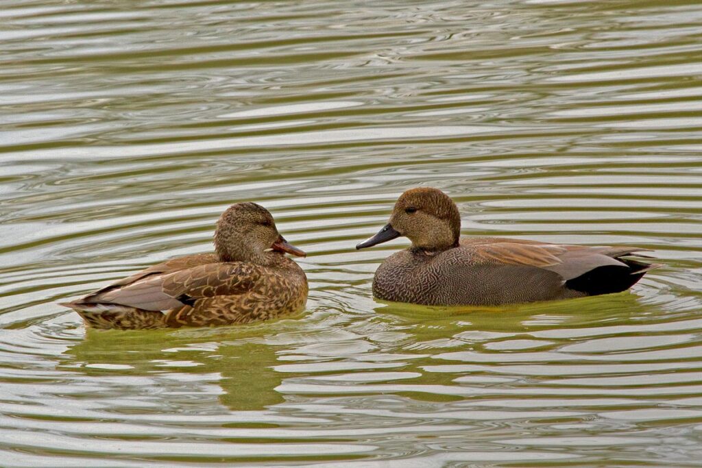 two ducks swimming