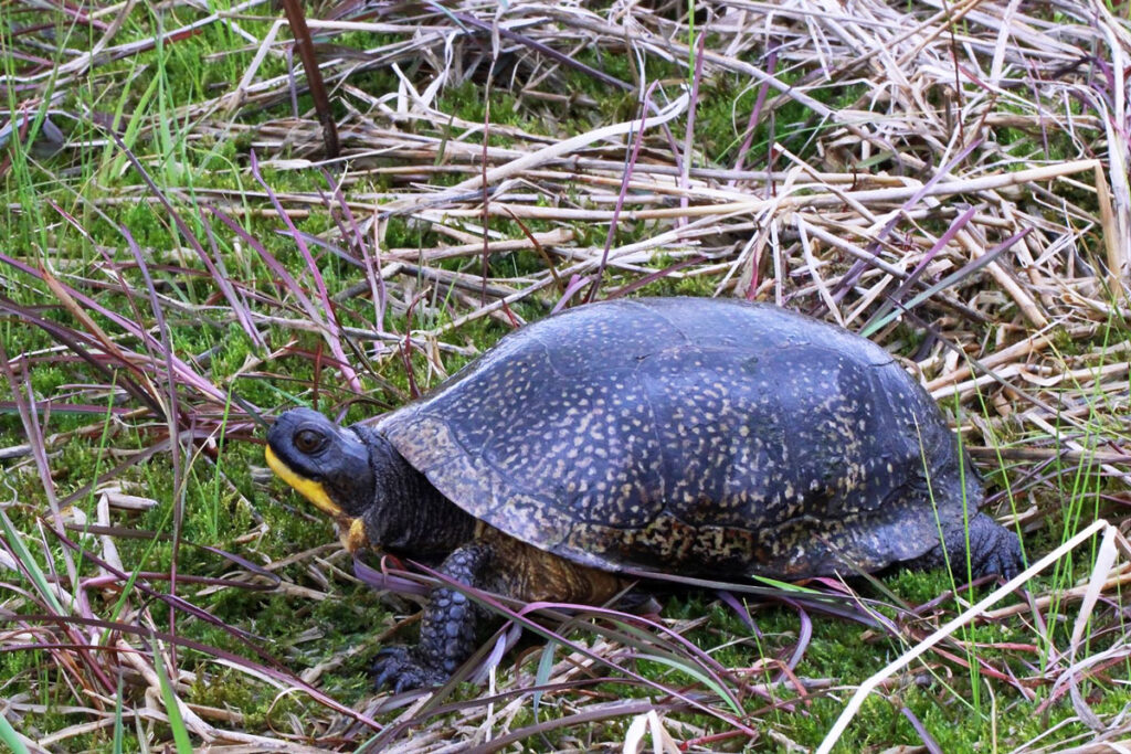 turtle in grass