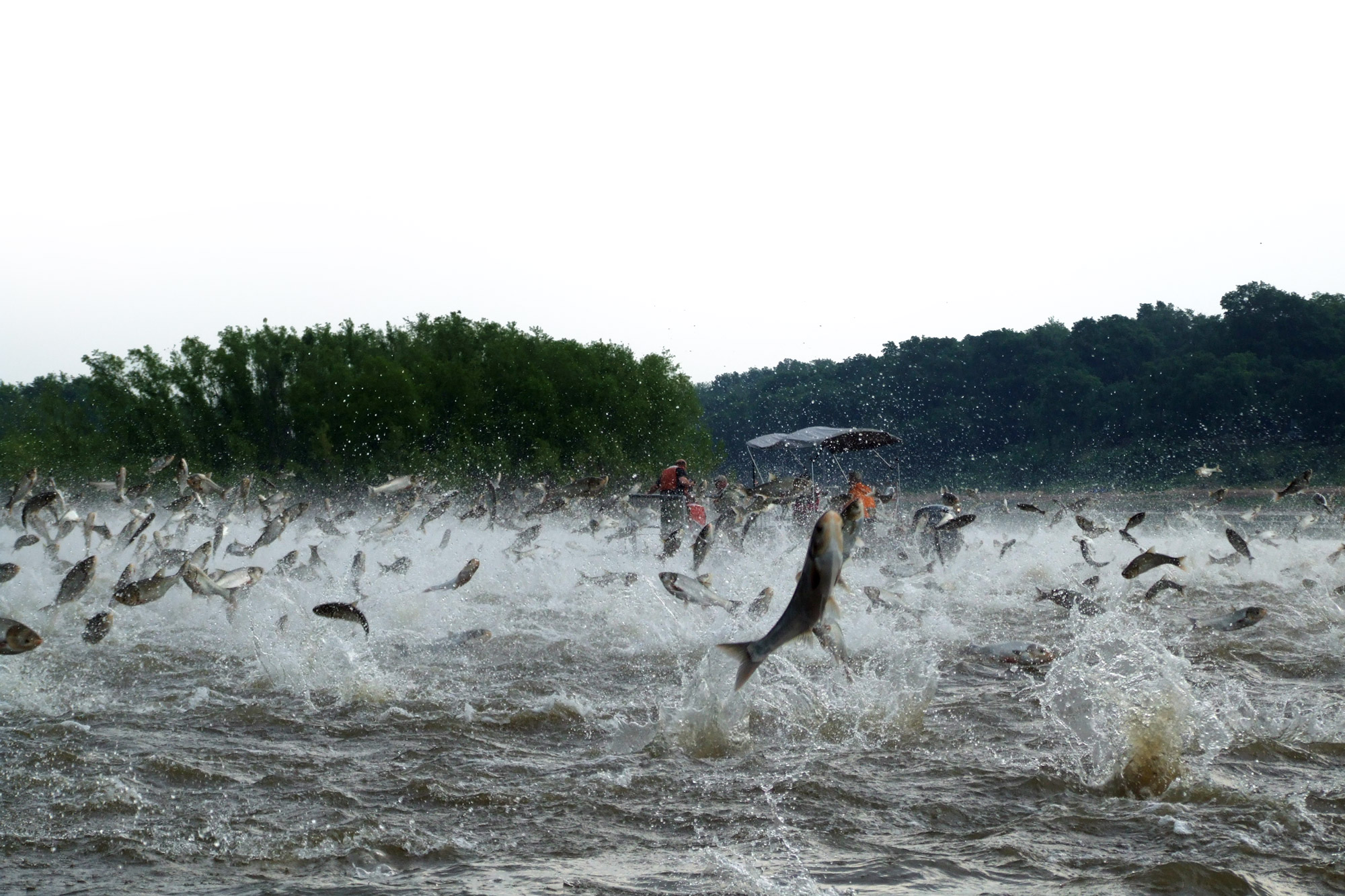 carp jumping in the river