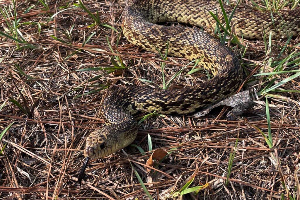 snake slithering across ground