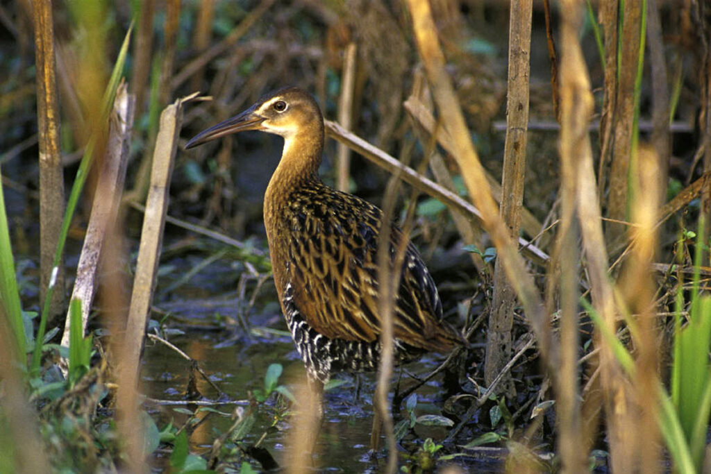 King rail hiding among wetland vegetation
