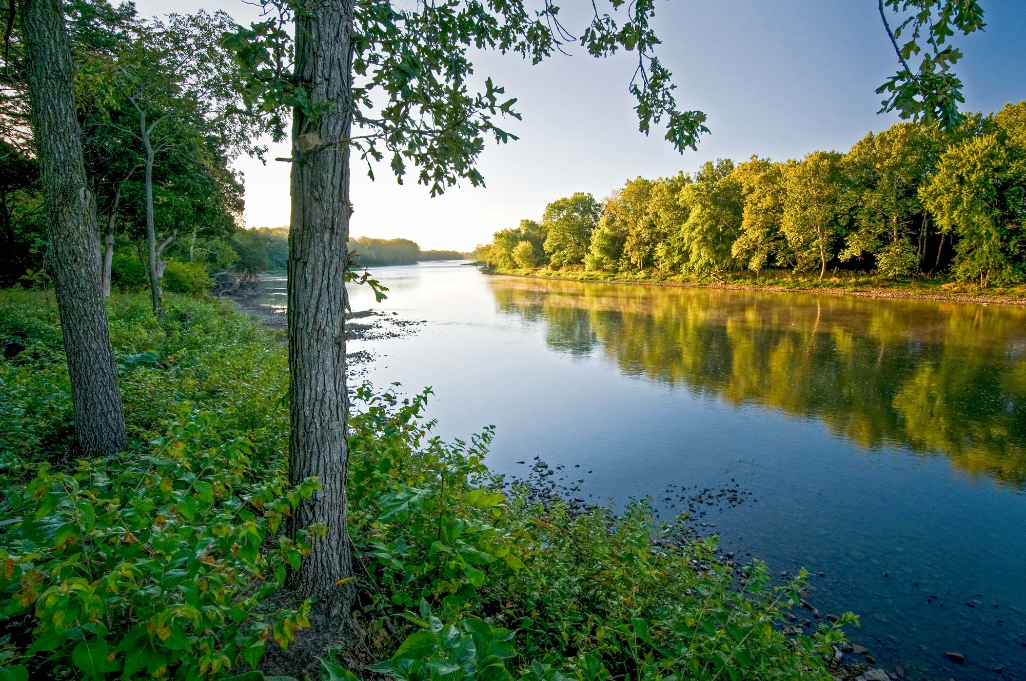 river lined by trees