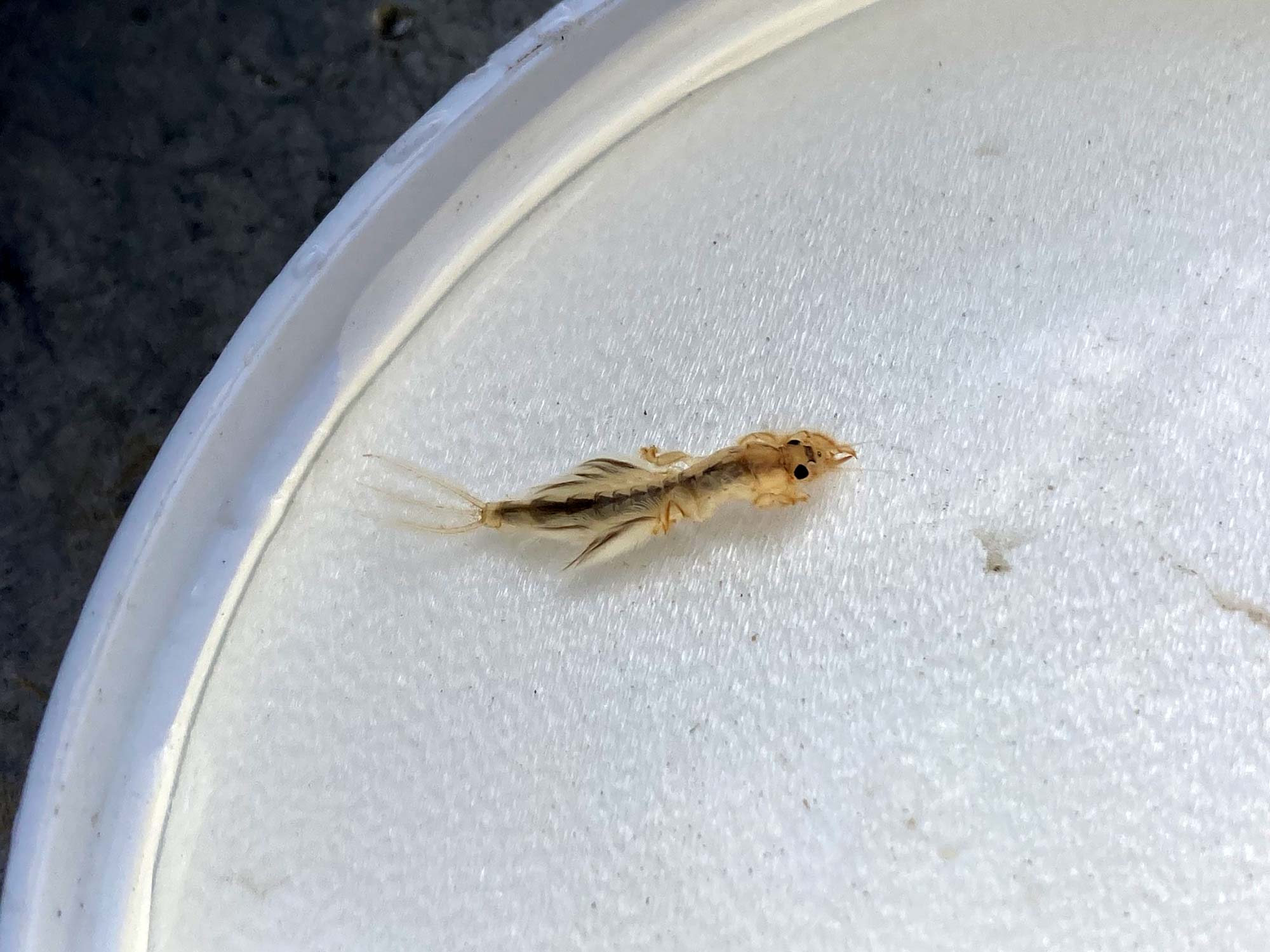 burrowing mayfly