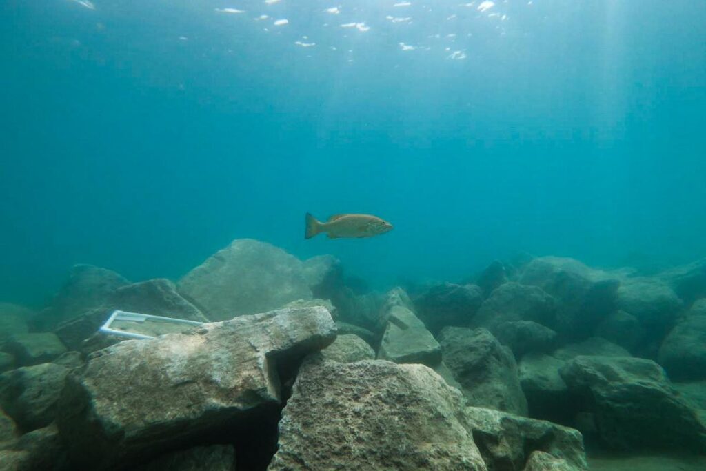 a fish swims above a "rubble ridge" added to Lake Michigan by ISGS.