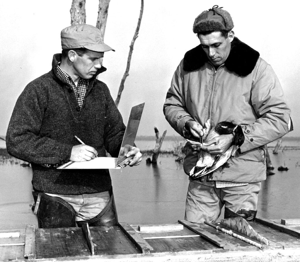 Jordan and Bellrose band a mallard in 1948.