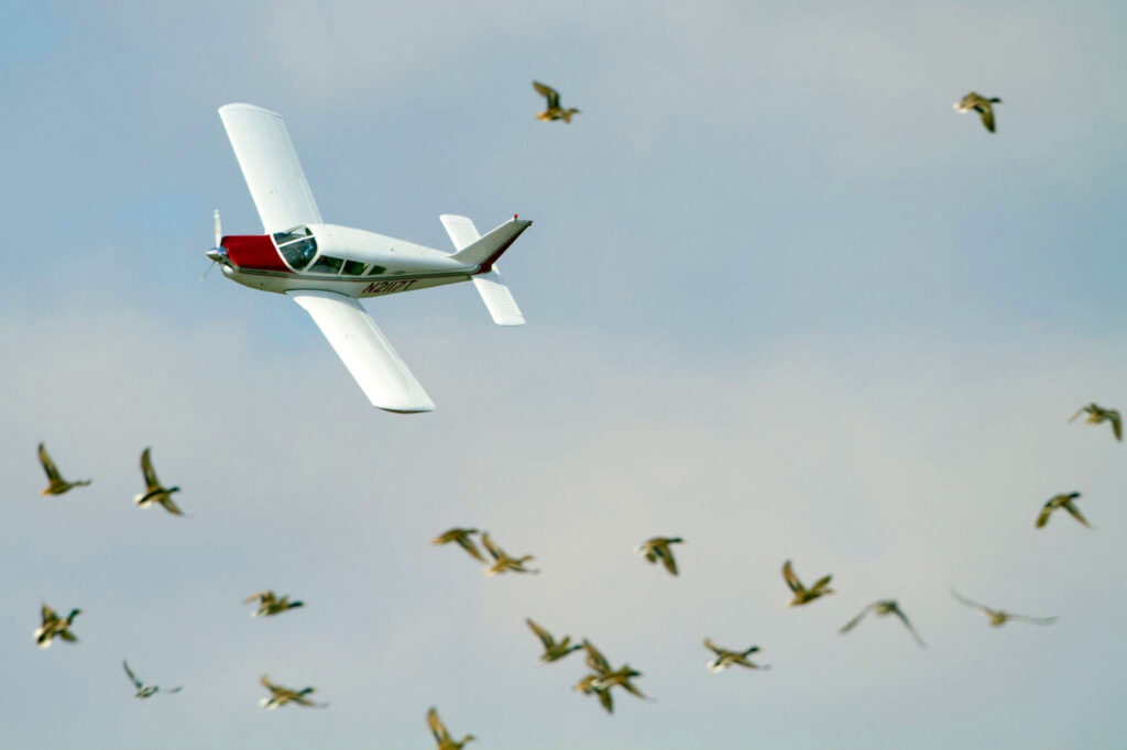 Small plane in air, surrounded by flying waterfowl.