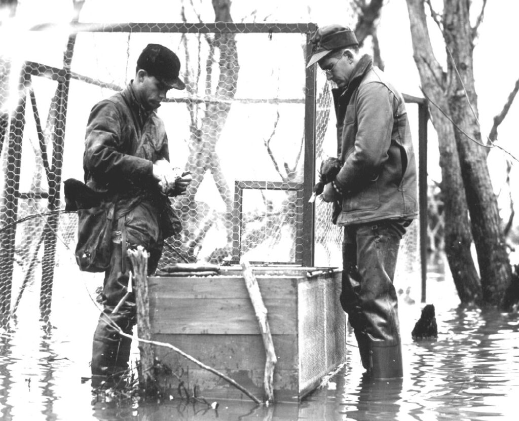 Two men banding ducks, 1939.
