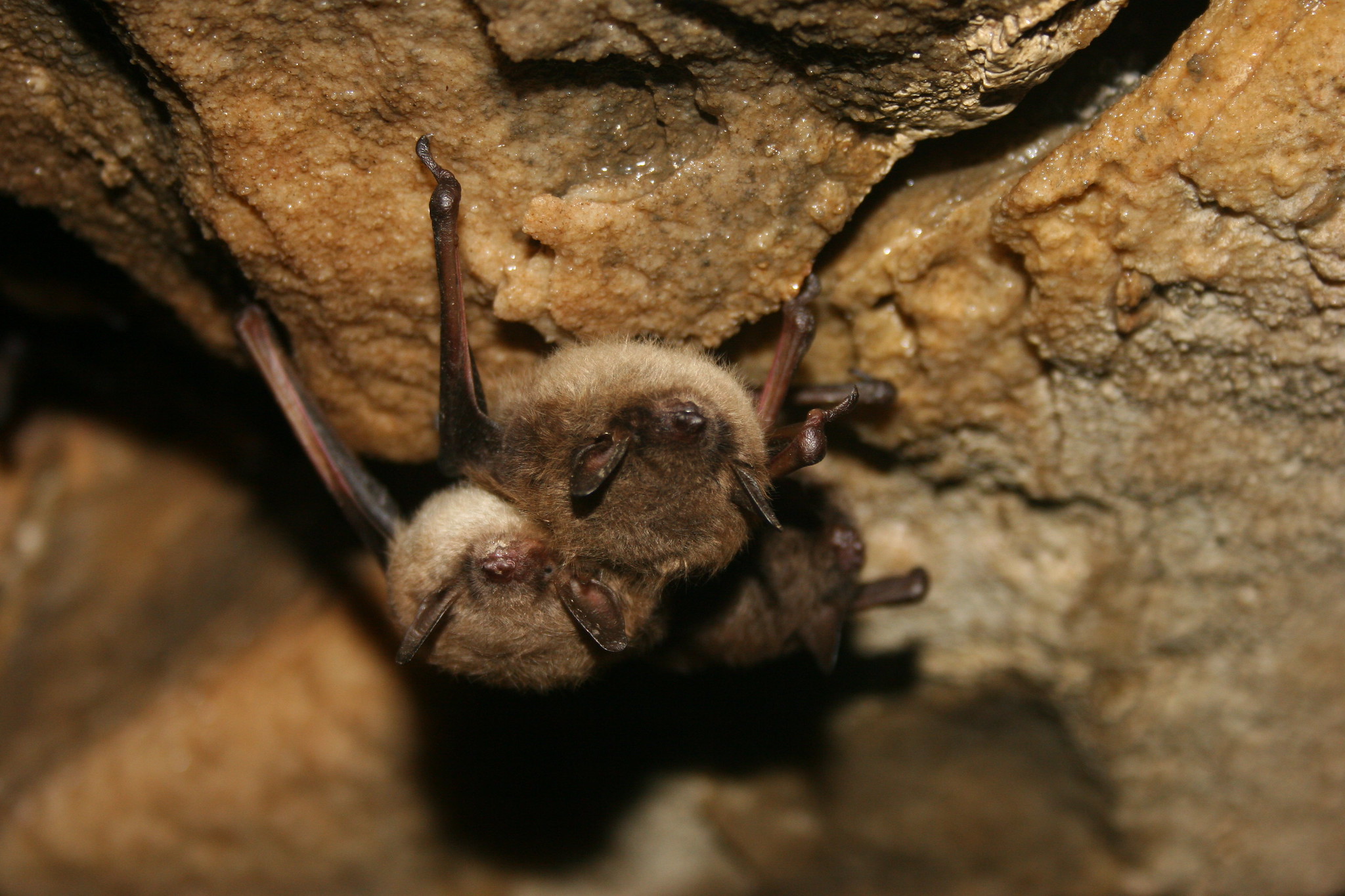 Two little brown bats clinging to the top of a cave, overlapping each other.