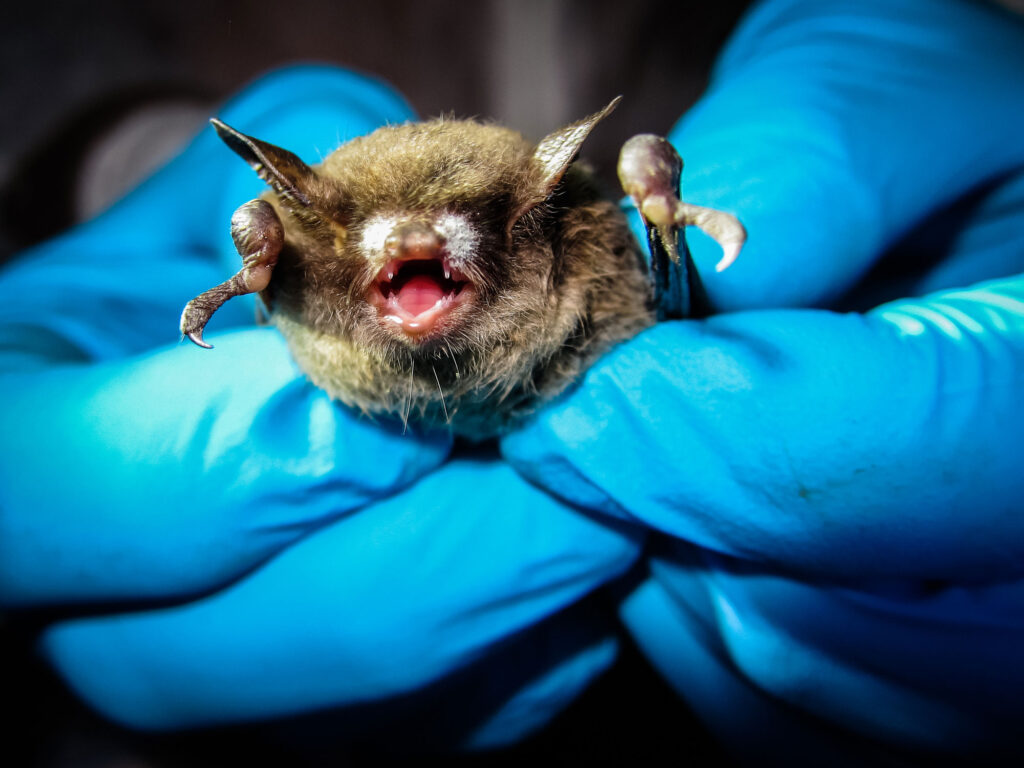 bat with white fungus on its snout, held by two blue-gloved hands.