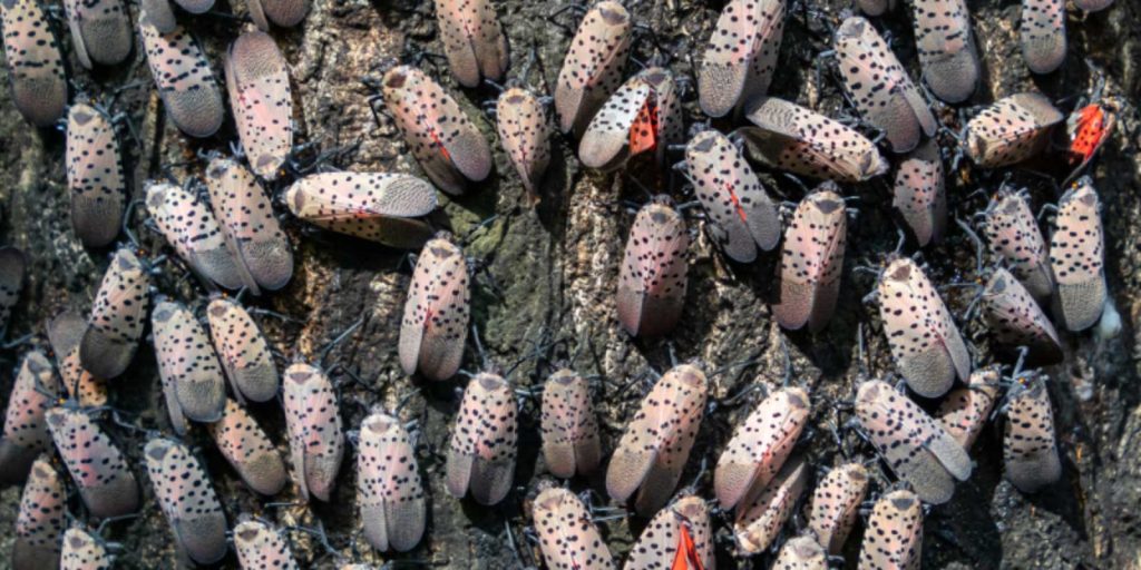 Spotted Lanternflies covering bark of tree.