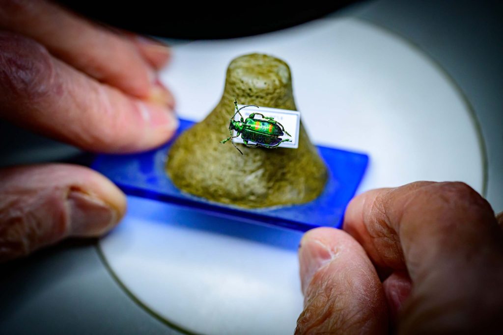Fingers hold down a slide with pinned green beetle.