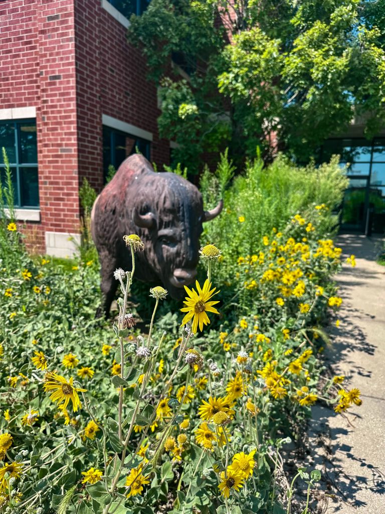 Cup plant flowers in front of a bison statue outside of a building.